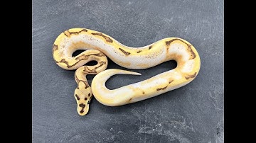Incredible Calico Ball Python combos!  What do these things look like as adults?