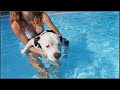 Rescue Pitbull Goes Swimming For The First Time