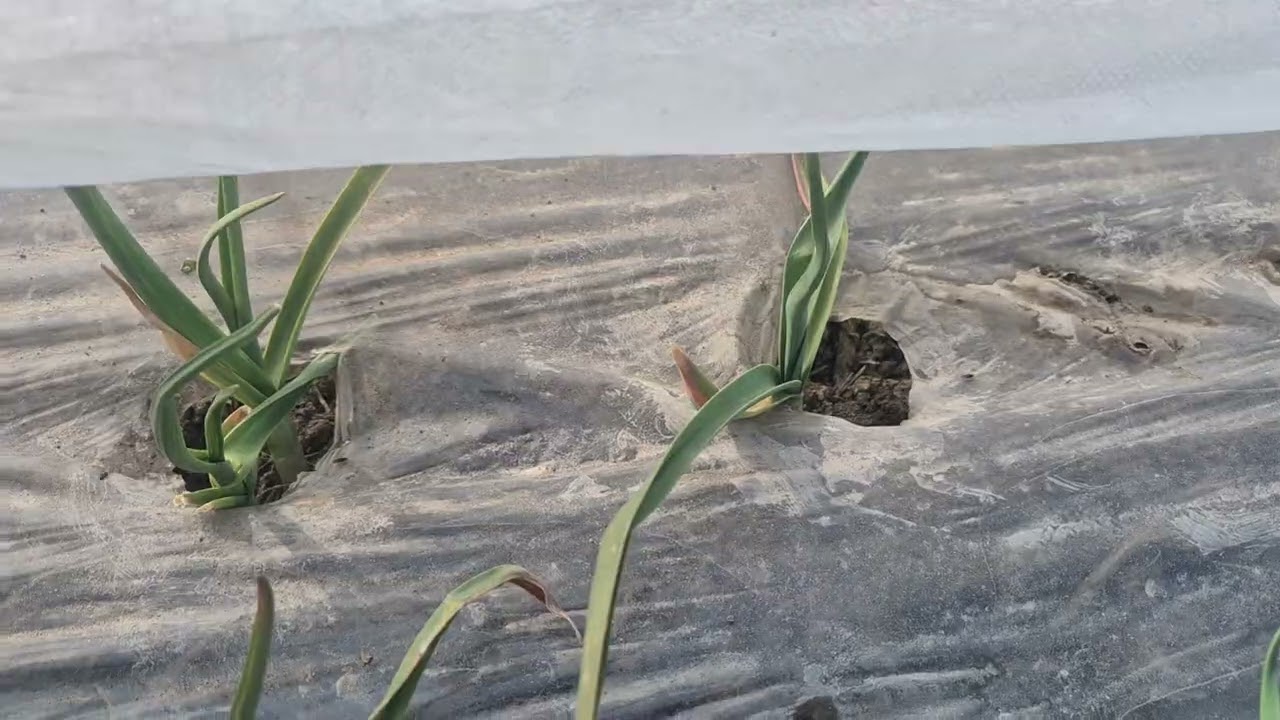 2월18일 마늘밭 저는 이렇게 할려구요.