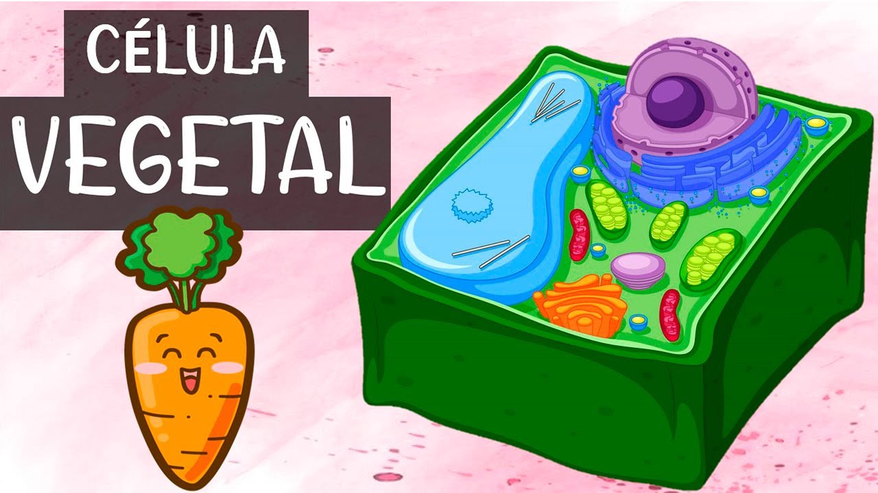 La 🧬 CÉLULA VEGETAL 🦠, definición, partes, funciones, vida, explicadas de forma fácil | Biología