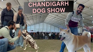 BIGGEST DOG SHOW IN INDIA 2024 | CHANDIGARH DOG SHOW 2024