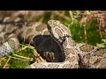 Living alongside the massasauga rattlesnake in georgian bay biosphere