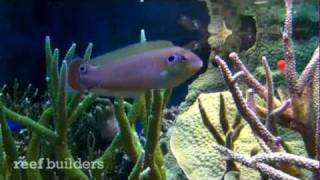Earmuff Wrasse Chillin In Chicago Reef Aquarium