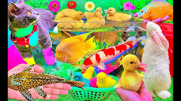 Bắt Vịt Con, Mèo, Cua, Rùa, Cá Koi, Cá Vàng, Cá Chép, Thỏ Con Dễ Thương | Bắt Các Con Vật Dễ Thương
