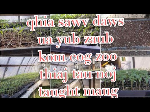 Video: Yub Qauv Ntawm Cog Zaub