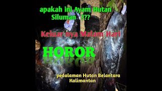 Horor !! pikat ayam hutan malam hari ||ayam hutan-ayam hutan- Bujang Rimba