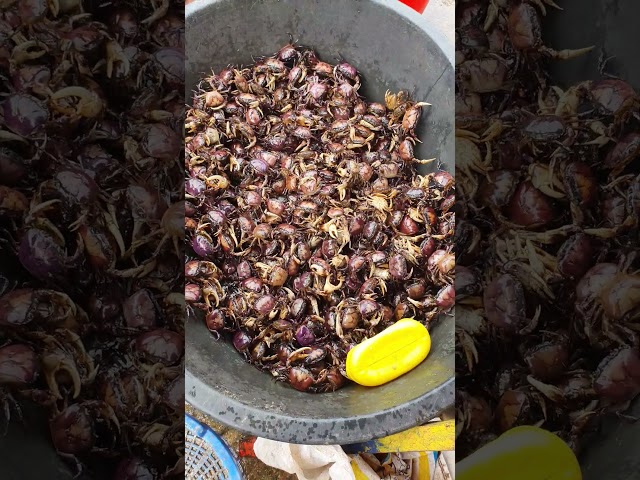 Rice-field crabs #khornpark88 ##foodie #shortvideo #shortsviral #shorts #shortsfeed class=