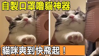 自製口罩嚕貓神器 貓咪爽到快飛起 貓咪搞笑 可愛的貓 貓 Youtube 自製口罩嚕貓神器 貓咪爽到快飛起 貓咪搞笑 可愛的貓 貓 Youtube