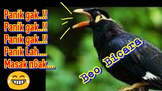 Masyaallah Burung Beo Bisa: Ngaji, Tahu bulat, pancasila, Pak Jokowi, Salam || Kompilasi Beo Bicara