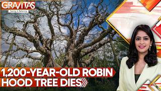 Sherwood Forest’s 1,200-Year-Old Major Oak Tree Dies | GRAVITAS