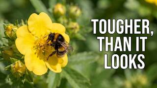 Potentilla: 25 Fascinating Facts About This Tough Little Flower