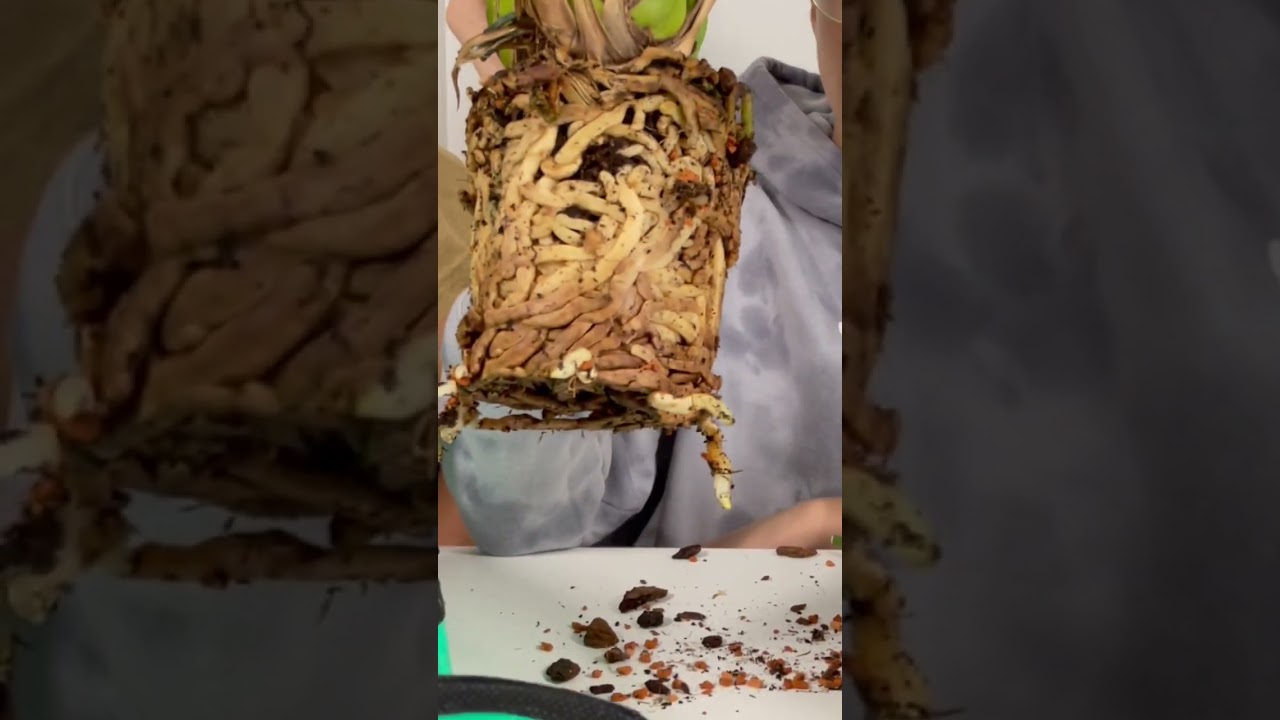 Цимбидиум запустил новые корни в вазе