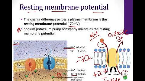 12.3 Local Potentials