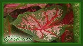 Alocasia Care Instructions