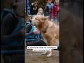 HERO DOG DIVE: Golden Retriever Fights RAGING RIVER RAPIDS to Save Drowning Person!#rescue