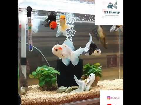 Video: Kwa Nini Samaki Hufa Katika Aquarium