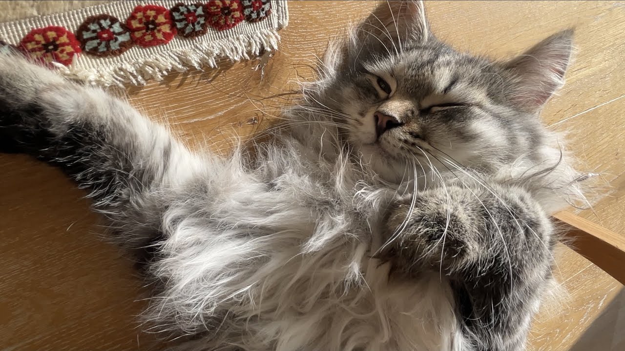 Kittens Ruffled Footie