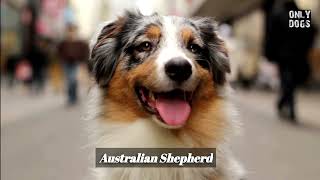 Dog Breeds compilation part 1 #dog #dogs #compilation #relaxing #love