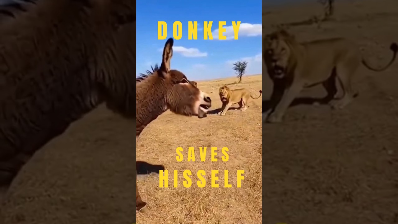 Donkey Makes Loud Noise and SAVES HISSELF from Lion