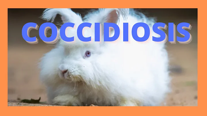 Coccidiosis en conejos - Cuidado con los parsitos ...