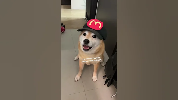 Comrade Kylo Fights Against Capitalism #shibainu