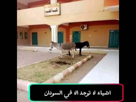 بقي ليك بمبي   ريلز