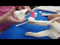 How to bandage a broken leg in a puppy