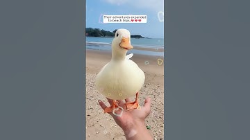 A man successfully rescued a broken call duck egg
