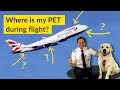 Animals on planes is your pet safe flying in cargo explained by captain joe