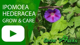 Ipomoea hederacea – grow & care ( Ivy-leaved morning glory)