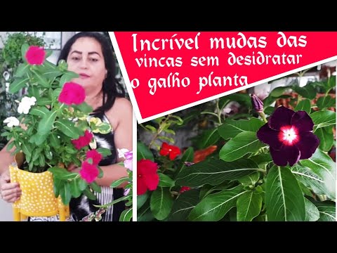 Vídeo: Corte de plantas de Lithodora – Dicas para podar Lithodora no jardim