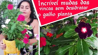 Dicas Para Fazer Mudas De Plantas