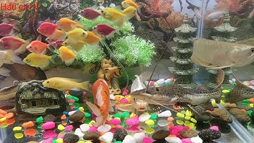 Tổng hợp các loại cá cảnh đẹp, hồ cá dễ thương, dễ nuôi, cá ngân long, cá Ali, cá trê hồng vĩ,...