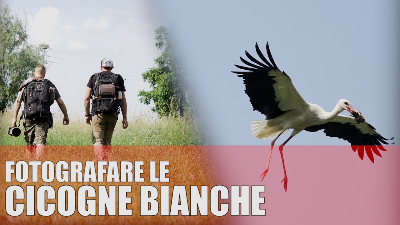 FOTOGRAFARE LE CICOGNE - Fotografia naturalistica in Italia