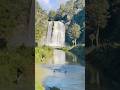 Two Ducks Owning a Pool at Hunua Falls 🦆💦 | Wairoa River