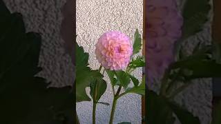 Pompon Dahlia Blooms in SECONDS! #flowerpower #timelapse #shorts