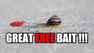 Snails as Fishing Bait- Better than worms and they are free !!! by Ladybug Adventures 1,173 views 7 months ago 3 minutes, 54 seconds