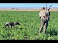 German Shorthaired Pointer Hunting