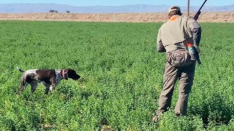 German Shorthaired Pointer Hunting