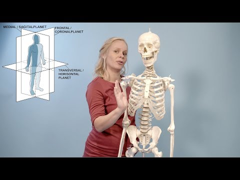 Anatomiske plan og posisjoner