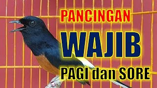 pancingan PAGI HARI 99% AMPUH!! bikin MURAI BATU GACOR dg  Murai Batu isian kenari,cililin,lovbird