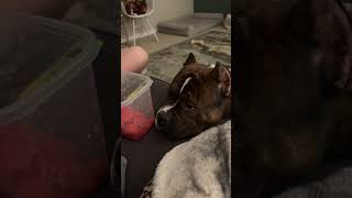 Not begging #watermelon #americanbully #dogsofttiktok #fyp... #Shorts #thebullybrewhouse