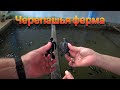 Черепашья ферма Шри-Ланка, освобождение черепах.