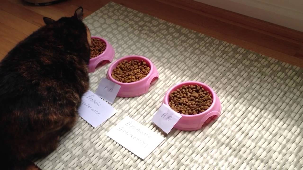 Picky Cat by Royal Canin product review, video 6 - YouTube