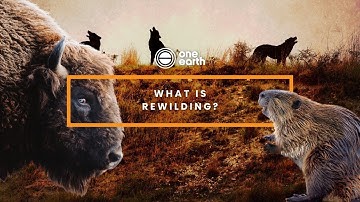 One Earth | What is Rewilding?