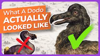 Every Dodo You’ve Ever Seen Is Probably Wrong. These Aren’t.