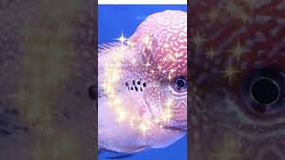 King Rudra 👑 flower horn fish #అమ్మరుద్రప్రపంచం #kingrudra #royalstar #aquarium #shortsvideo