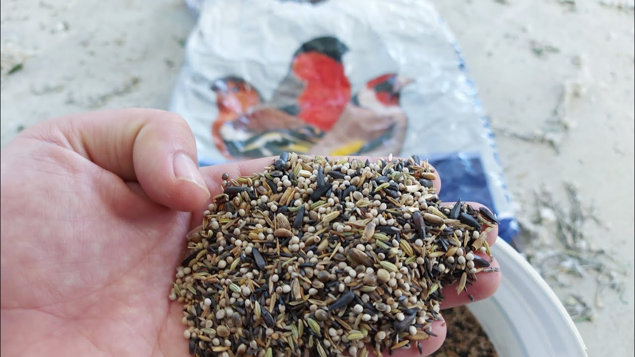 ما هي خلطة البذور التي استخدمها للحسون داخل السلاكة ؟