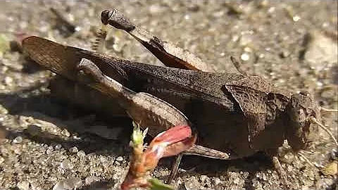 БИОСФЕРА: 184. Кобылка Голубокрылая (Oedipoda coerulescens)