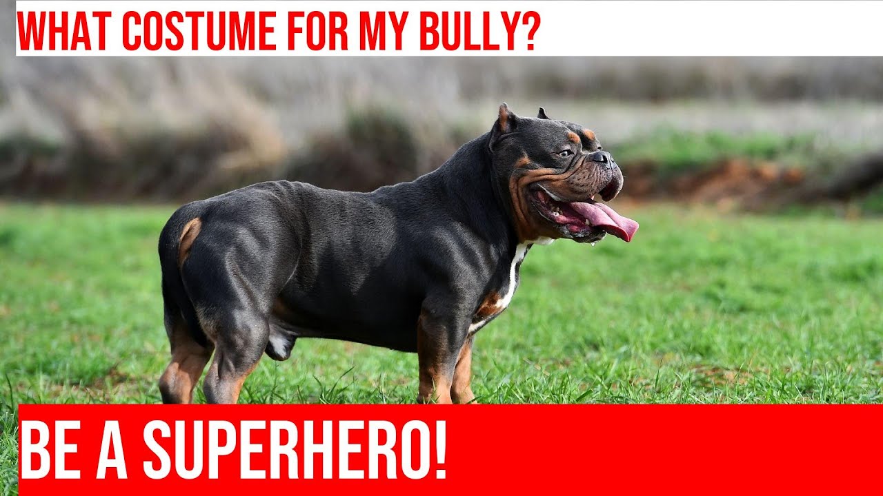 DIY American Bully Halloween Costumes: Unleash Your Superhero!